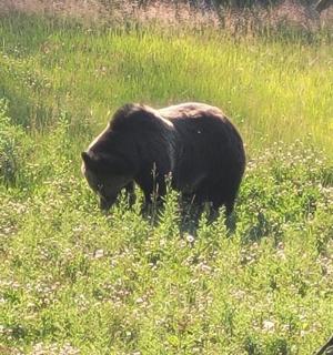 černý medvěd stojící v travnatém poli