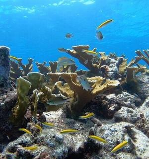 海洋中充满鱼类的珊瑚礁