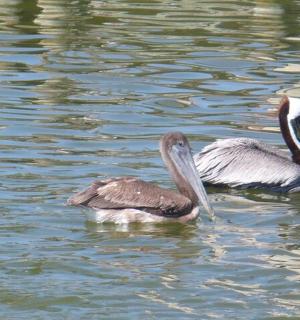 dva ptáci plaví ve vodní ploše