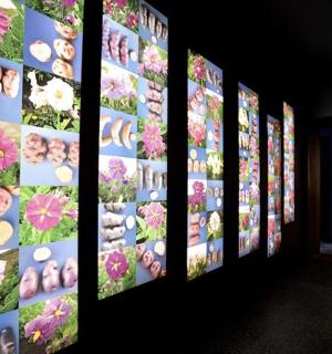 墙上挂满了鲜花的图画