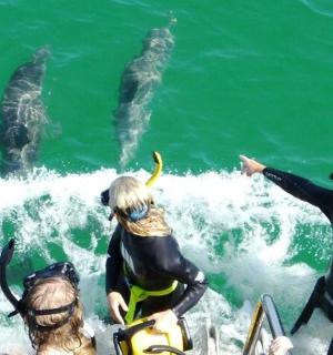 skupina lidí na lodi ve vodě s delfíny