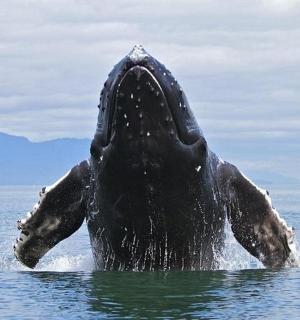 a dolphin in the water with its mouth open