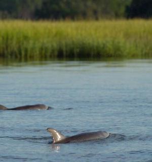 两只海豹在水中游泳
