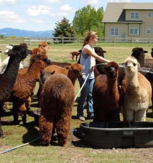 a woman standing in front of a herd of llamas