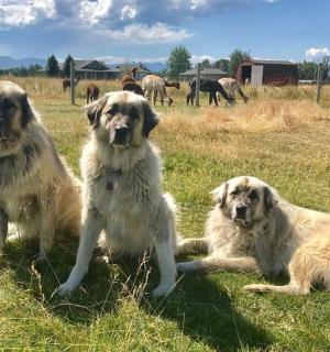 three dogs sitting in a field with horses in the background
