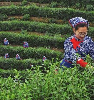 一名妇女正在树篱花园里工作