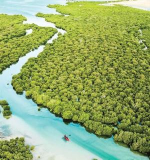 một góc nhìn từ trên không của một con sông trong rừng