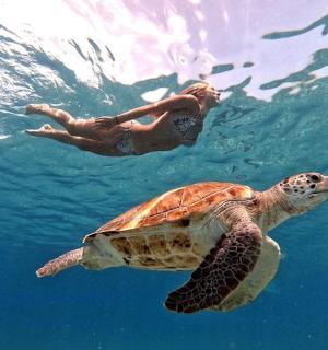 一个人在水中与乌龟一起游泳