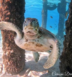 一只乌龟在树旁的水下游泳