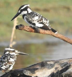 two birds are sitting on a tree branch