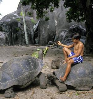 a man in a bathing suit sitting on a turtle