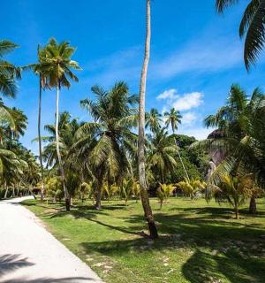 a dirt road with palm trees in a field