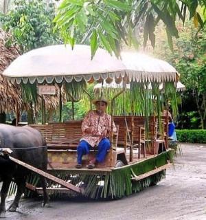 一名男子骑着一辆由牛拉的车