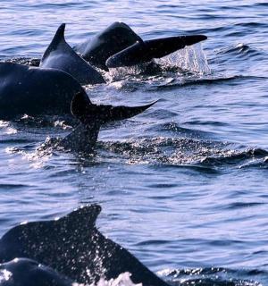 一群海豚在水中游泳