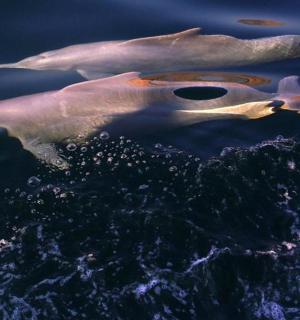 两只白海豚在水中游泳