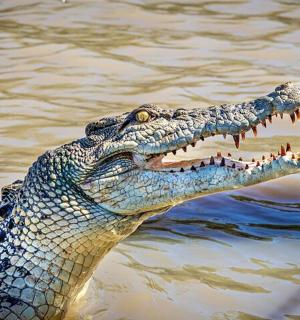 an alligator with its mouth open in the water
