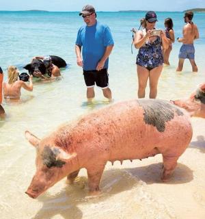 two pigs in the water on a beach with people
