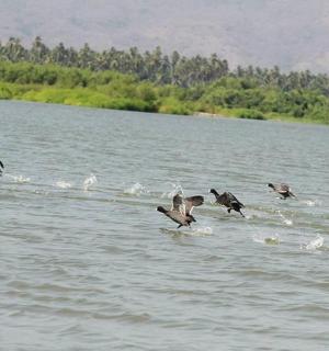 a flock of birds flying over a body of water