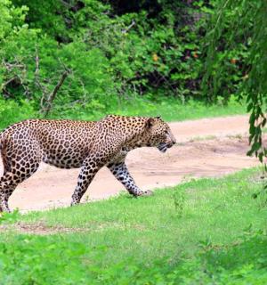 a leopard walking down a dirt road