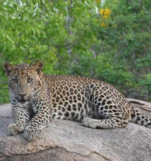 a leopard laying on top of a rock