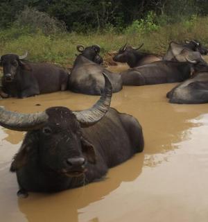 a herd of cows laying in the water
