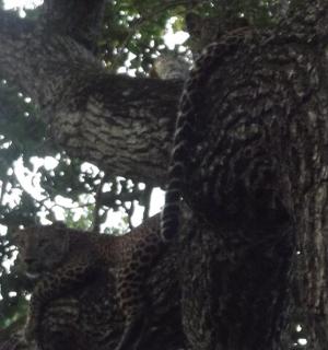 a bird is sitting on the side of a tree