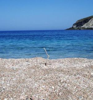 a stick on a rocky beach near the water