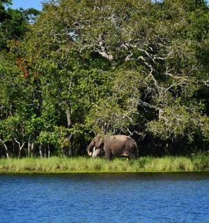 一头大象站在水边的草地上