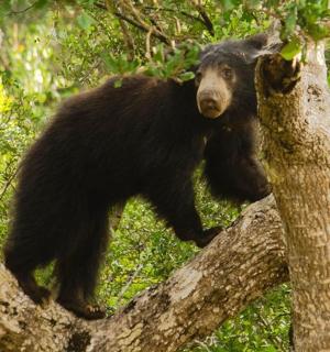 一只黑熊站在树上