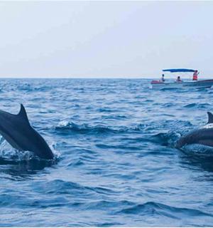 two dolphins swimming in the ocean with a boat