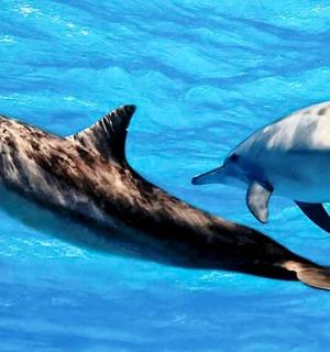 two dolphins swimming in the blue water