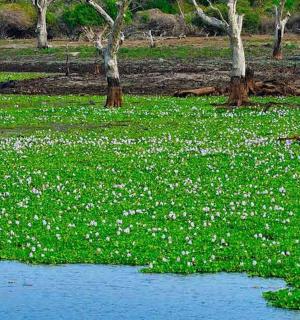 a field filled with white flowers next to a body of water