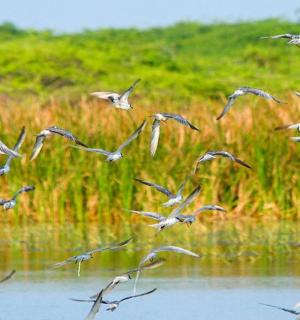 a flock of birds flying over a body of water
