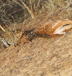 山上的一只瞪羚和一只豹子