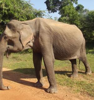 an elephant standing on the side of a dirt road