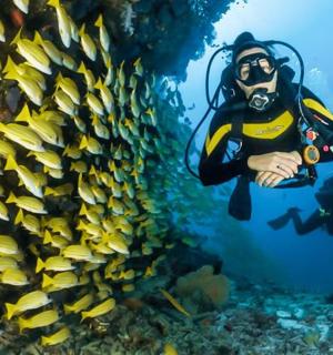 a diver in the ocean next to a school of fish