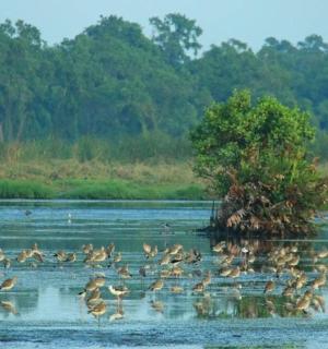 a flock of birds on a body of water