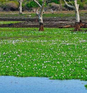 a field filled with white flowers next to a body of water