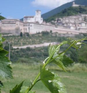 山上一座城堡的景色，周围有一棵植物