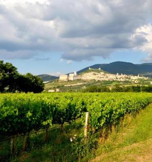山顶上有一座城堡的葡萄园