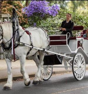 a white horse pulling a carriage with people