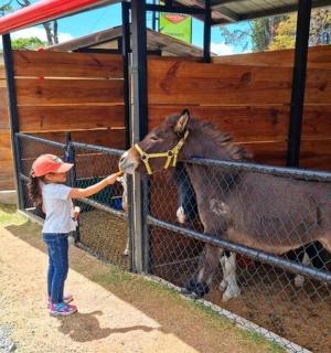 一个小女孩在栅栏后面抚摸一匹马