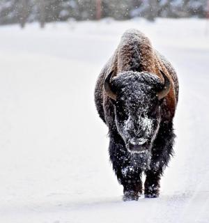 a bison walking through a snow covered field