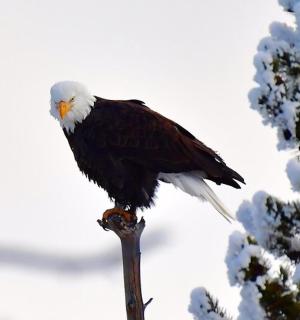 a bald eagle perched on top of a pole