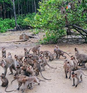 一群猴子在土路上行走