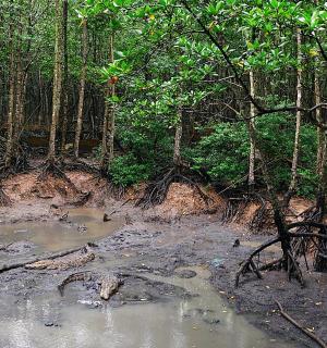 森林中间的一条小溪
