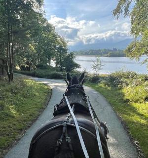 湖边道路上的一辆马车