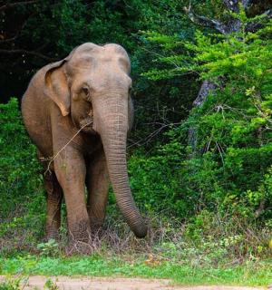 an elephant walking in the grass near some trees