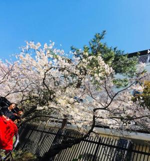 一个人在一棵开着粉色花朵的树下骑自行车