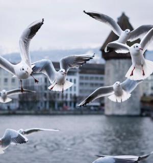 a flock of seagulls flying over a body of water